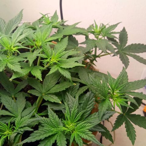 Dark Devil Auto growlog timeline photo