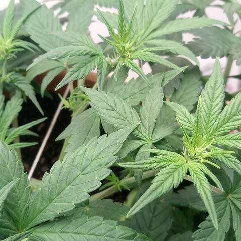 Dark Devil Auto growlog timeline photo
