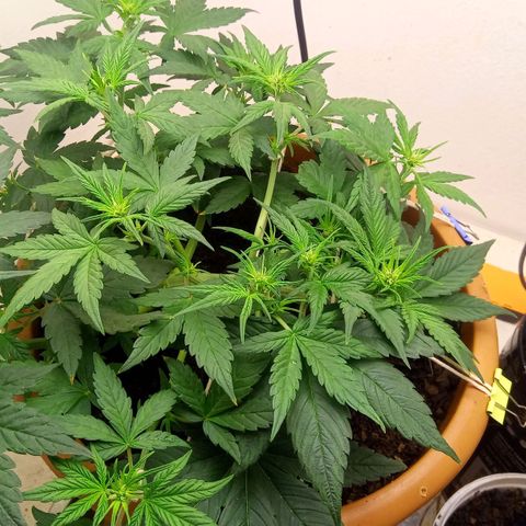 Dark Devil Auto growlog timeline photo