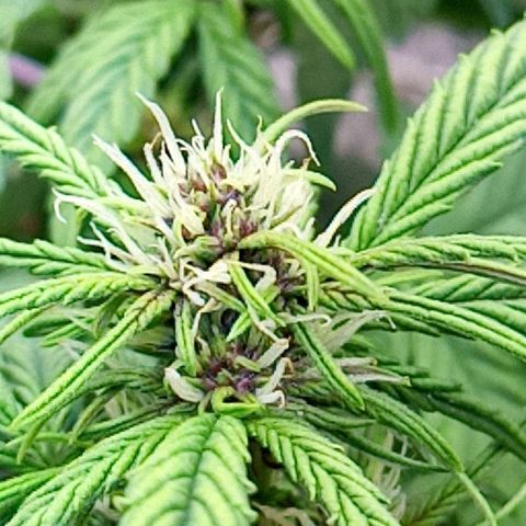 Dark Devil Auto growlog timeline photo