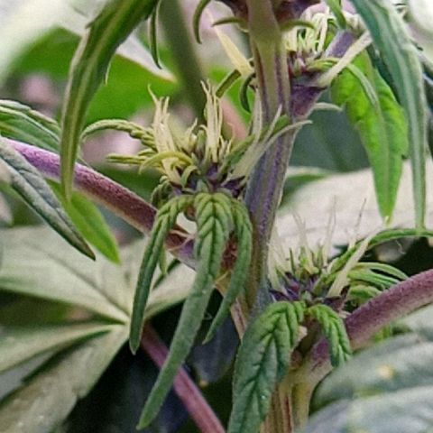Dark Devil Auto growlog timeline photo