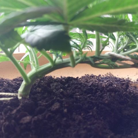 Dark Devil Auto growlog timeline photo
