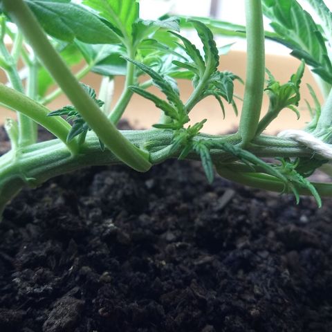 Dark Devil Auto growlog timeline photo