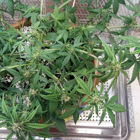 Dark Devil Auto growlog timeline photo