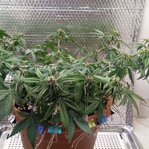 Dark Devil Auto growlog timeline photo