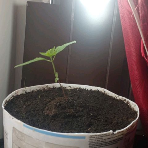 Cripy growlog timeline photo