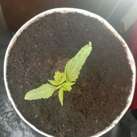 Cripy growlog timeline photo