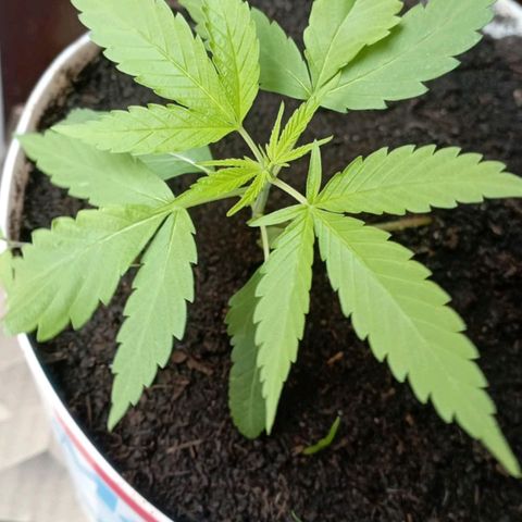 Cripy growlog timeline photo