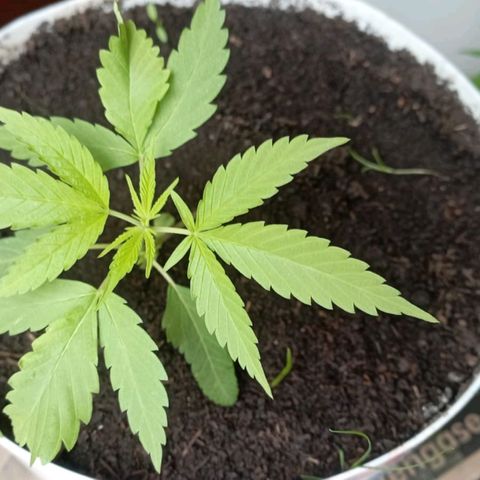 Cripy growlog timeline photo