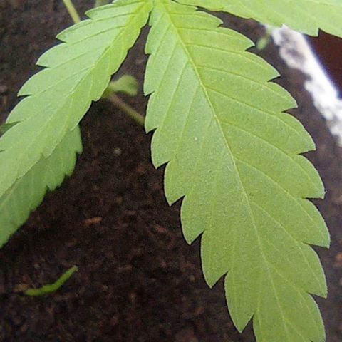 Cripy growlog timeline photo