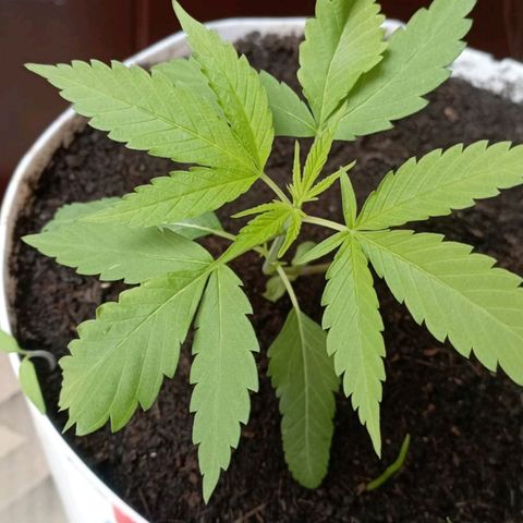 Cripy growlog timeline photo