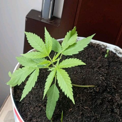 Cripy growlog timeline photo