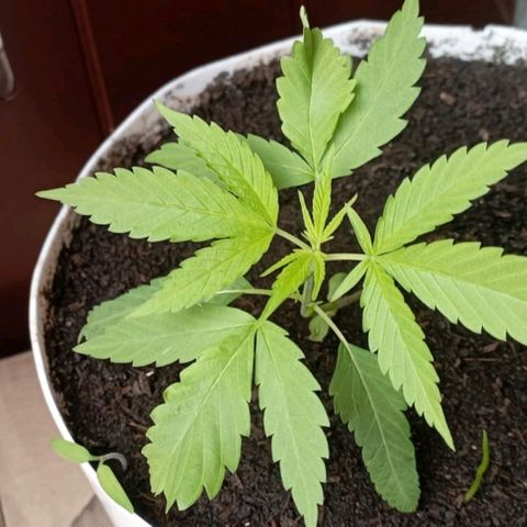 Cripy growlog timeline photo