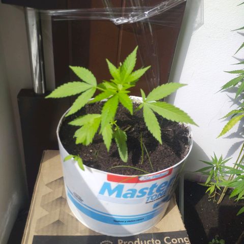 Cripy growlog timeline photo