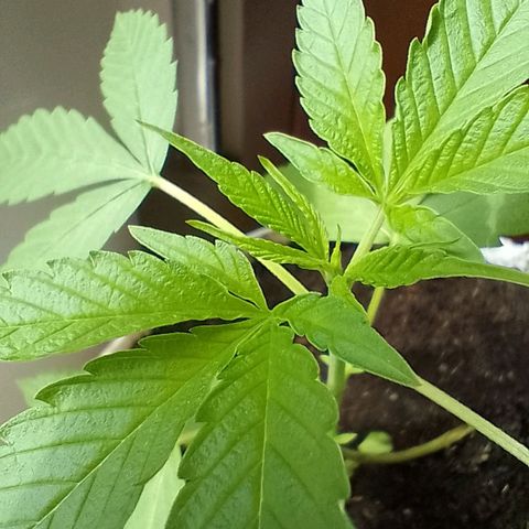 Cripy growlog timeline photo