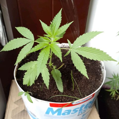 Cripy growlog timeline photo