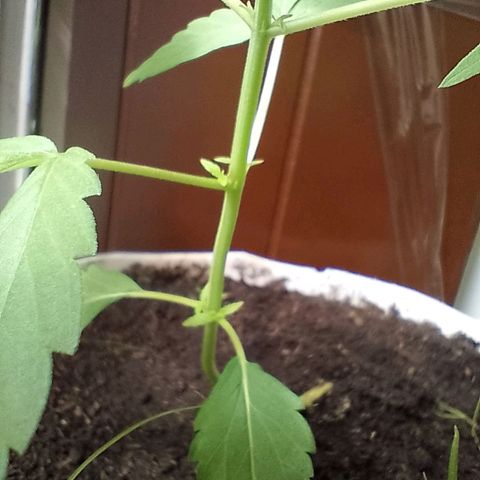 Cripy growlog timeline photo