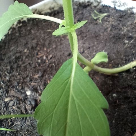 Cripy growlog timeline photo