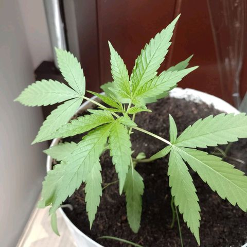 Cripy growlog timeline photo