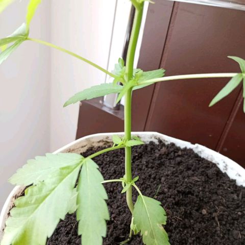 Cripy growlog timeline photo