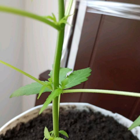 Cripy growlog timeline photo