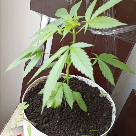 Cripy growlog timeline photo