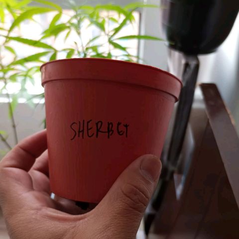 Sherbet growlog photo: Se recibe esqueje de Sherbet con 3 semanas de vida aproximadamente, se desconoce el tipo de germinación y los cuidados aplicados anterior a este ciclo. 