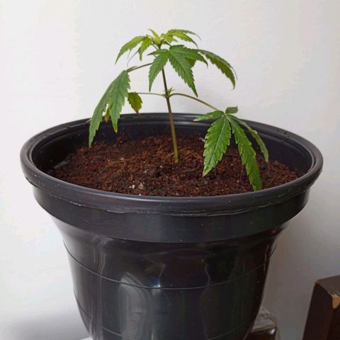 Sherbet growlog photo: Se recibe esqueje de Sherbet con 3 semanas de vida aproximadamente, se desconoce el tipo de germinación y los cuidados aplicados anterior a este ciclo. 