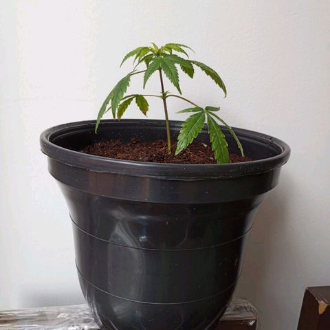 Sherbet growlog photo: Se recibe esqueje de Sherbet con 3 semanas de vida aproximadamente, se desconoce el tipo de germinación y los cuidados aplicados anterior a este ciclo. 