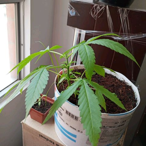 Cripy growlog photo: Se realiza poda apical, se ve como han crecido los brotes un poco más, muestra señales de ser una planta muy sana en todo su proceso, hasta el momento no ha mostrado carencias 