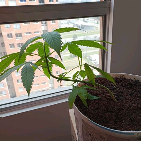 Cripy growlog photo: Se realiza poda apical, se ve como han crecido los brotes un poco más, muestra señales de ser una planta muy sana en todo su proceso, hasta el momento no ha mostrado carencias 