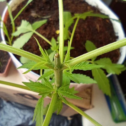 Cripy growlog photo: Se realiza poda apical, se ve como han crecido los brotes un poco más, muestra señales de ser una planta muy sana en todo su proceso, hasta el momento no ha mostrado carencias 