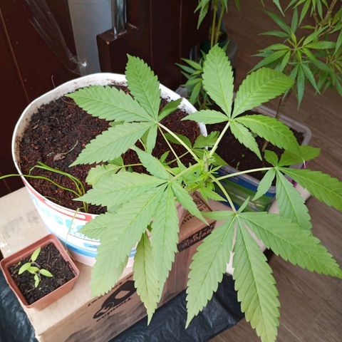 Cripy growlog photo: Se realiza poda apical, se ve como han crecido los brotes un poco más, muestra señales de ser una planta muy sana en todo su proceso, hasta el momento no ha mostrado carencias 