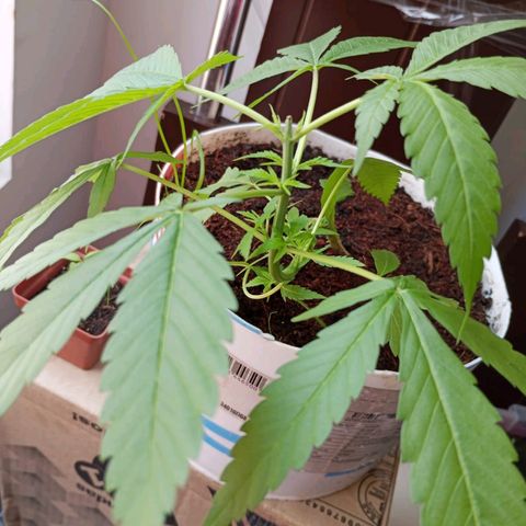 Cripy growlog photo: Se realiza poda apical, se ve como han crecido los brotes un poco más, muestra señales de ser una planta muy sana en todo su proceso, hasta el momento no ha mostrado carencias 