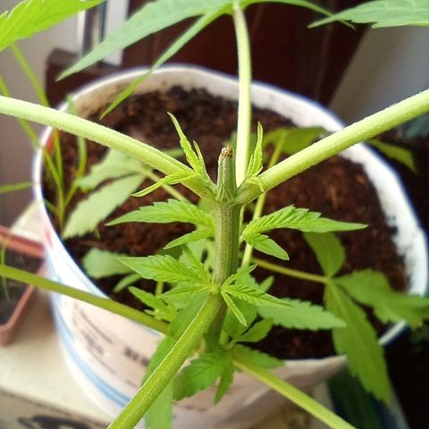 Cripy growlog photo: Se realiza poda apical, se ve como han crecido los brotes un poco más, muestra señales de ser una planta muy sana en todo su proceso, hasta el momento no ha mostrado carencias 