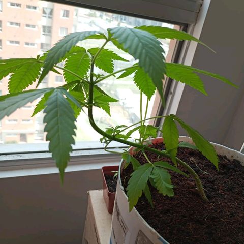 Cripy growlog photo: Se realiza poda apical, se ve como han crecido los brotes un poco más, muestra señales de ser una planta muy sana en todo su proceso, hasta el momento no ha mostrado carencias 