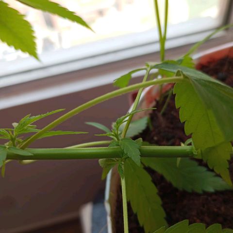 Cripy growlog photo: Se realiza poda apical, se ve como han crecido los brotes un poco más, muestra señales de ser una planta muy sana en todo su proceso, hasta el momento no ha mostrado carencias 