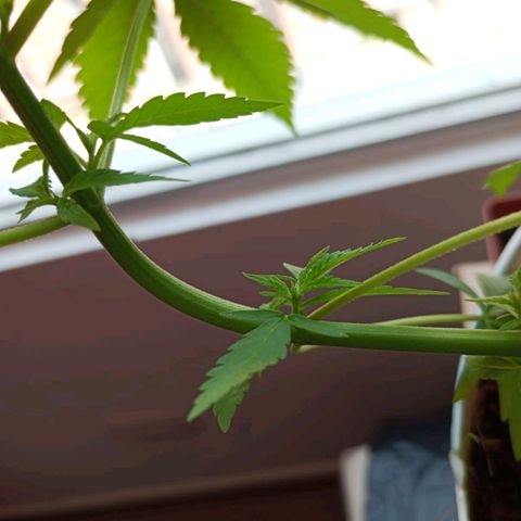 Cripy growlog photo: Se realiza poda apical, se ve como han crecido los brotes un poco más, muestra señales de ser una planta muy sana en todo su proceso, hasta el momento no ha mostrado carencias 