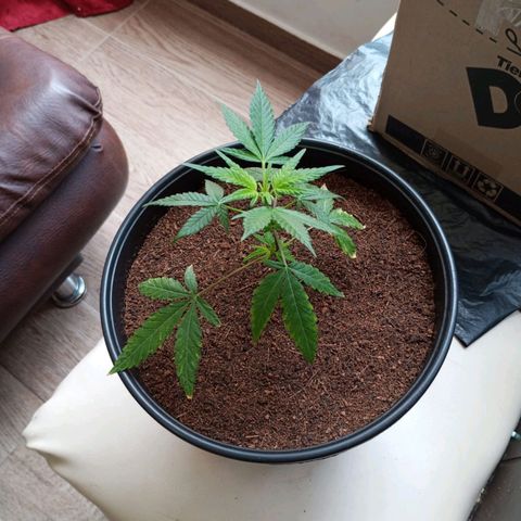 Sherbet growlog photo: Entra en revegetacion ya que había empezado a preflorar por descuido en los horarios de luz.