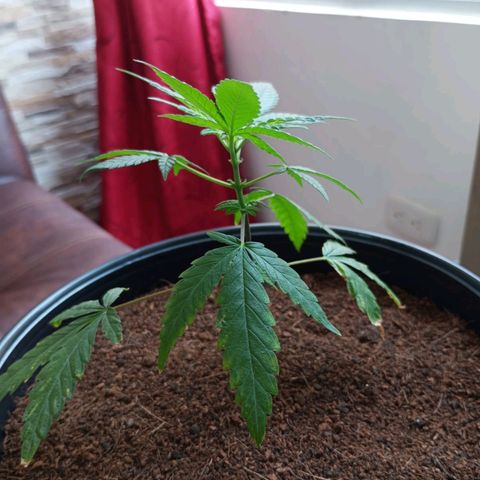 Sherbet growlog photo: Entra en revegetacion ya que había empezado a preflorar por descuido en los horarios de luz.