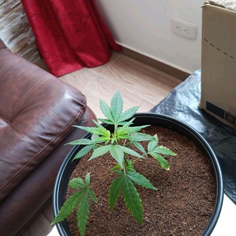 Sherbet growlog photo: Entra en revegetacion ya que había empezado a preflorar por descuido en los horarios de luz.