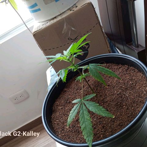 Sherbet growlog photo: Entra en revegetacion ya que había empezado a preflorar por descuido en los horarios de luz.