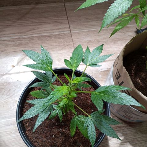 Sherbet growlog photo: Revegeto de manera exitosa ha crecido muy bien se realizó poda de dos hojas bajas 