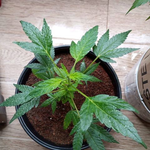 Sherbet growlog photo: Revegeto de manera exitosa ha crecido muy bien se realizó poda de dos hojas bajas 