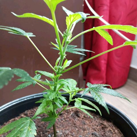 Sherbet growlog photo: Revegeto de manera exitosa ha crecido muy bien se realizó poda de dos hojas bajas 