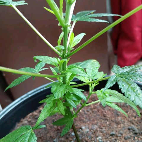 Sherbet growlog photo: Revegeto de manera exitosa ha crecido muy bien se realizó poda de dos hojas bajas 