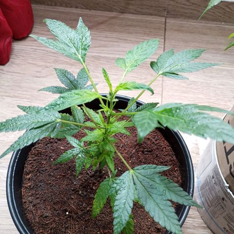 Sherbet growlog photo: Revegeto de manera exitosa ha crecido muy bien se realizó poda de dos hojas bajas 