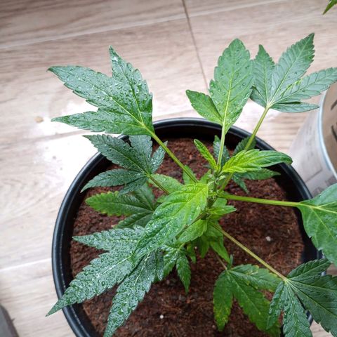 Sherbet growlog photo: Revegeto de manera exitosa ha crecido muy bien se realizó poda de dos hojas bajas 