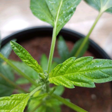 Sherbet growlog photo: Revegeto de manera exitosa ha crecido muy bien se realizó poda de dos hojas bajas 