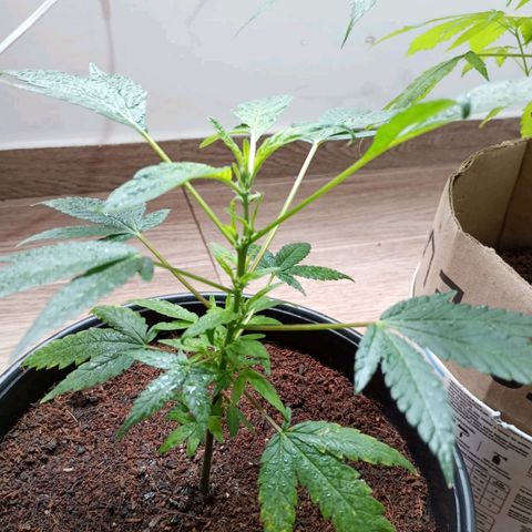 Sherbet growlog photo: Revegeto de manera exitosa ha crecido muy bien se realizó poda de dos hojas bajas 